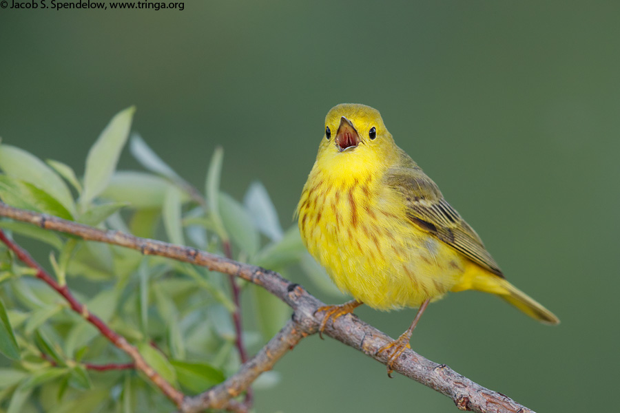 Yellow Warbler