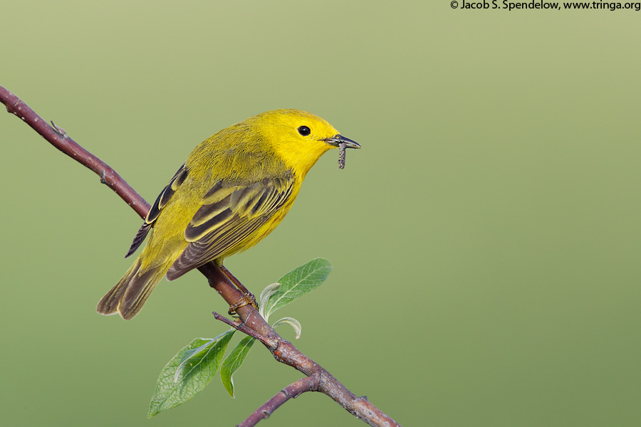 Yellow Warbler