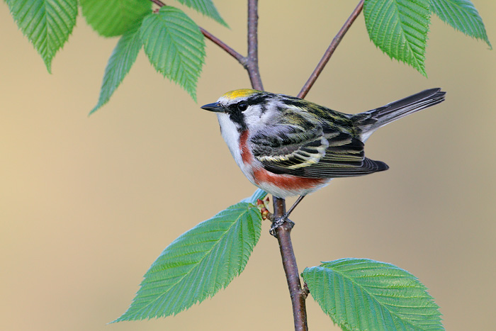 Chestnut-sided Warbler