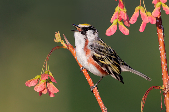 Chestnut-sided Warbler