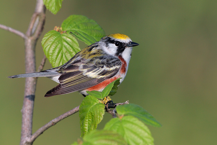 Chestnut-sided Warbler