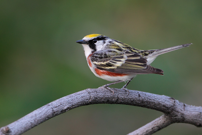 Chestnut-sided Warbler