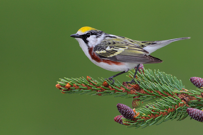 Chestnut-sided Warbler