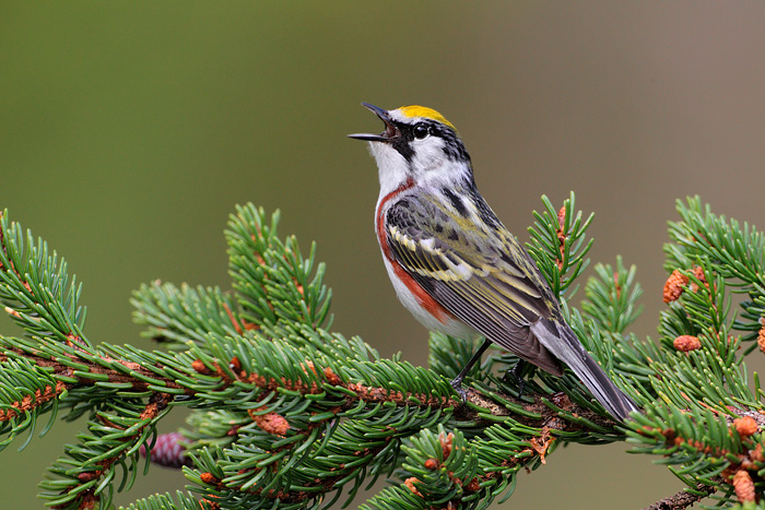 Chestnut-sided Warbler