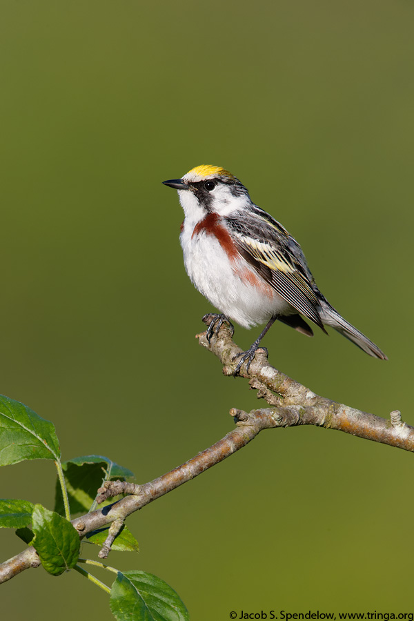 Chestnut-sided Warbler