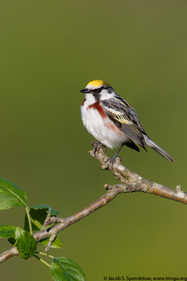 Chestnut-sided Warbler