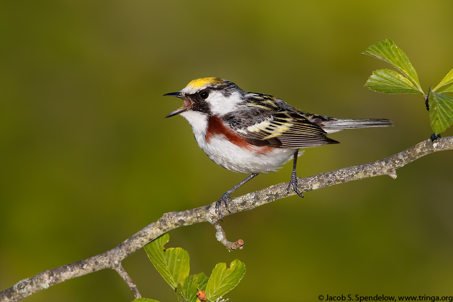 Chestnut-sided Warbler