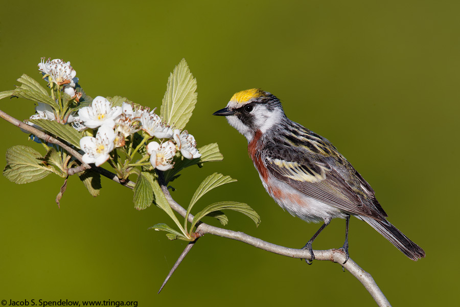 Chestnut-sided Warbler