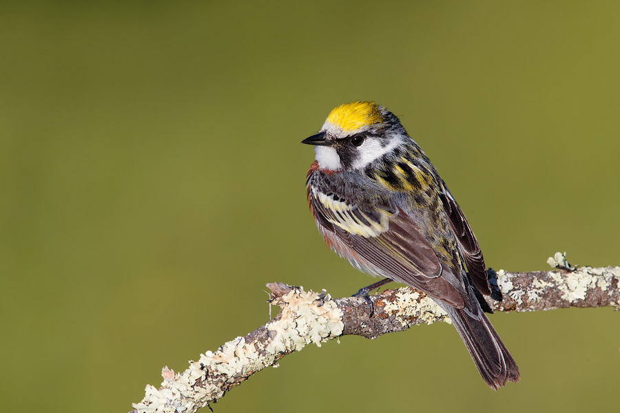 Chestnut-sided Warbler