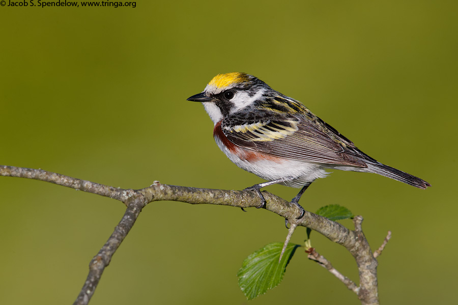 Chestnut-sided Warbler