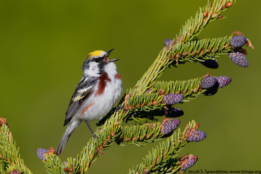 Chestnut-sided Warbler