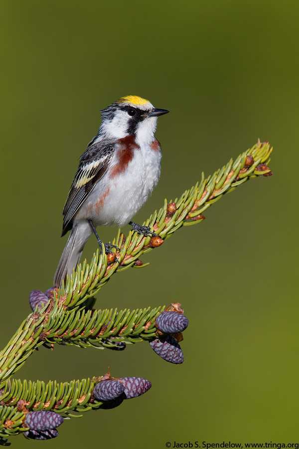 Chestnut-sided Warbler