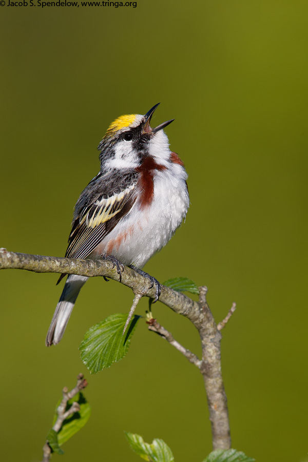 Chestnut-sided Warbler