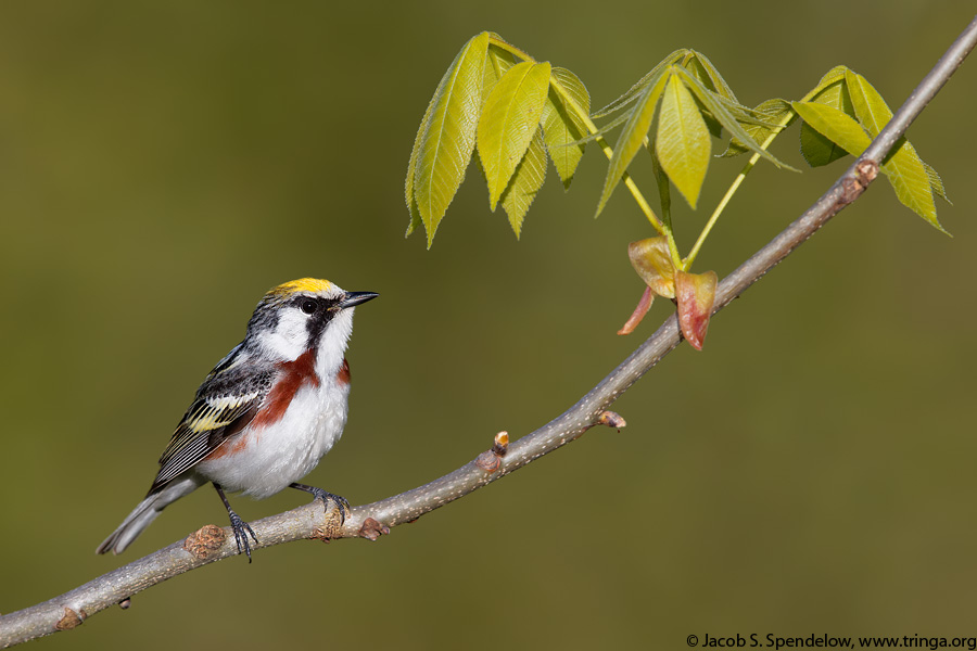 Chestnut-sided Warbler