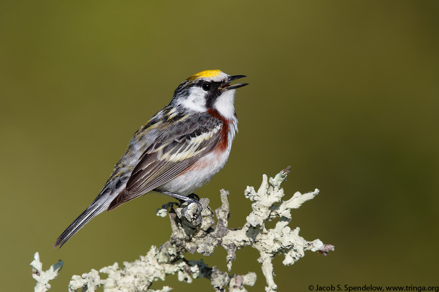 Chestnut-sided Warbler