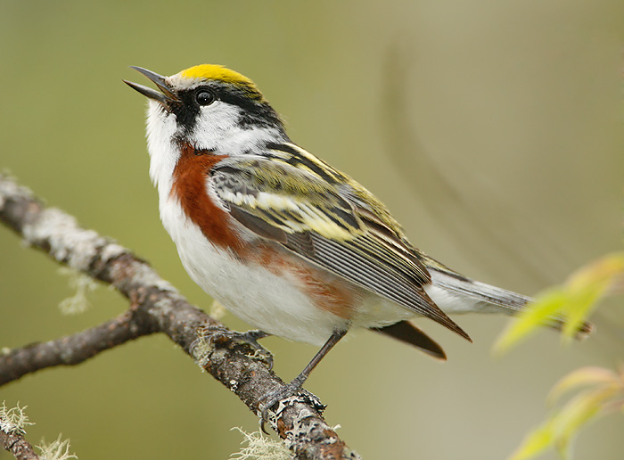 Chestnut-sided Warbler