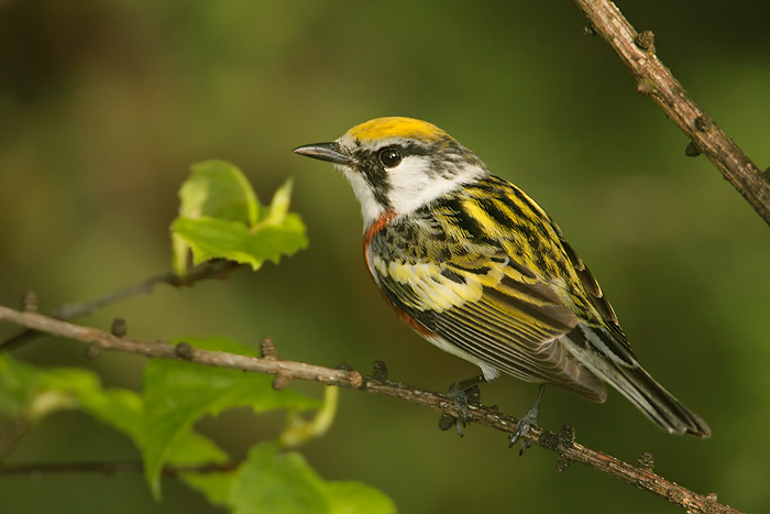 Chestnut-sided Warbler