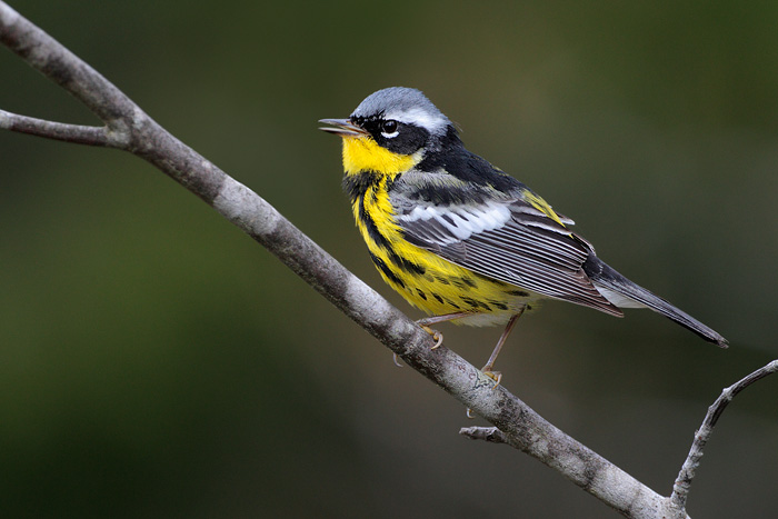 Magnolia Warbler