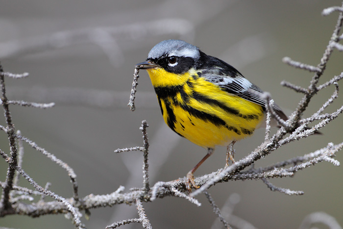 Magnolia Warbler