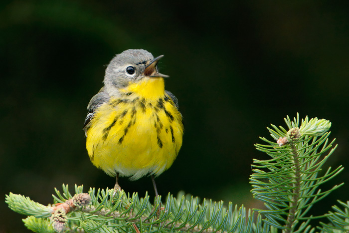 Magnolia Warbler