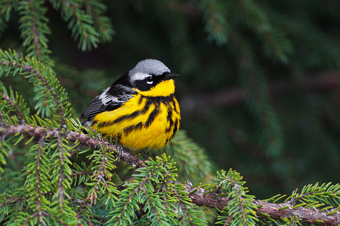 Magnolia Warbler