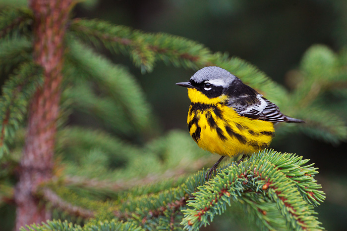 Magnolia Warbler