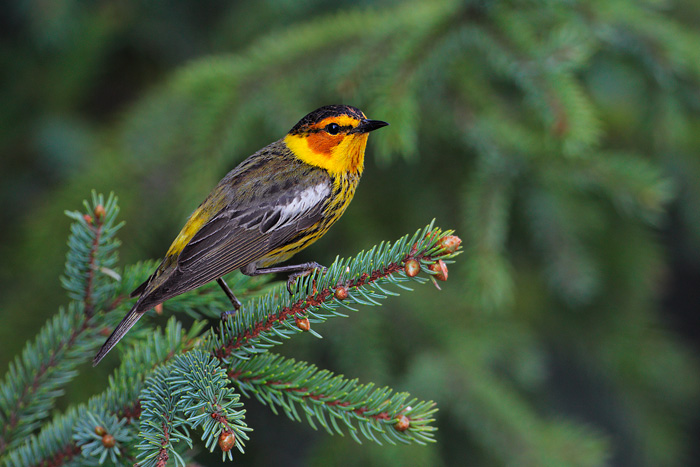 Cape May Warbler