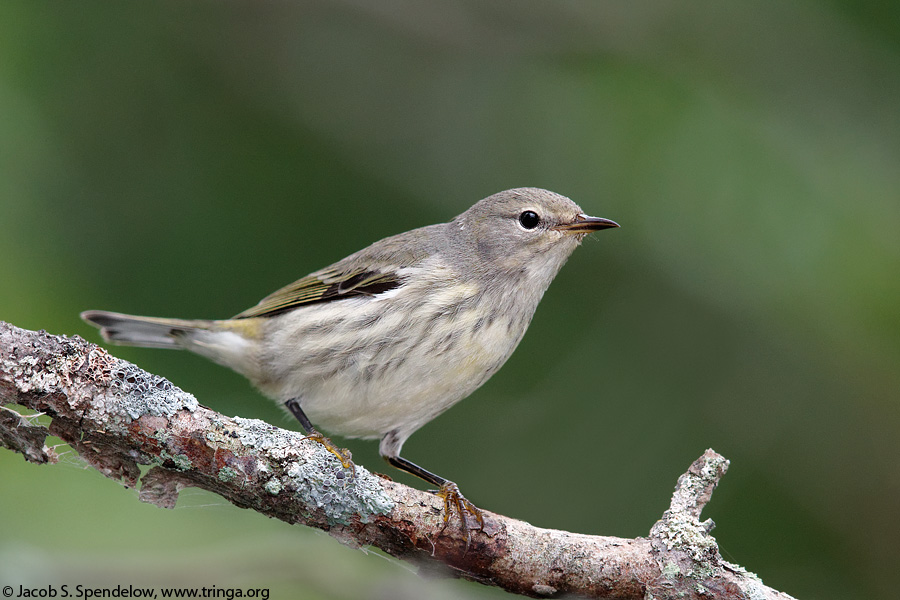 Cape May Warbler