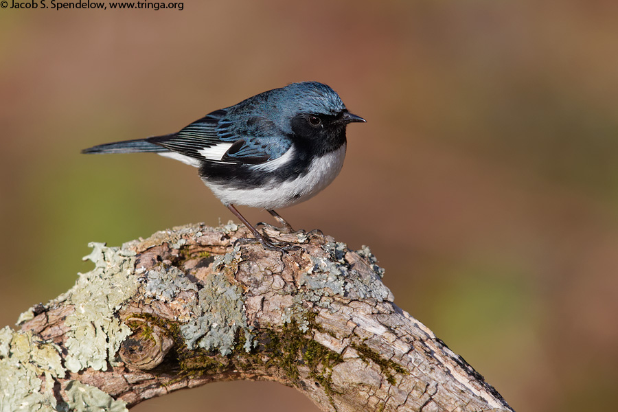 Black-throated Blue Warbler