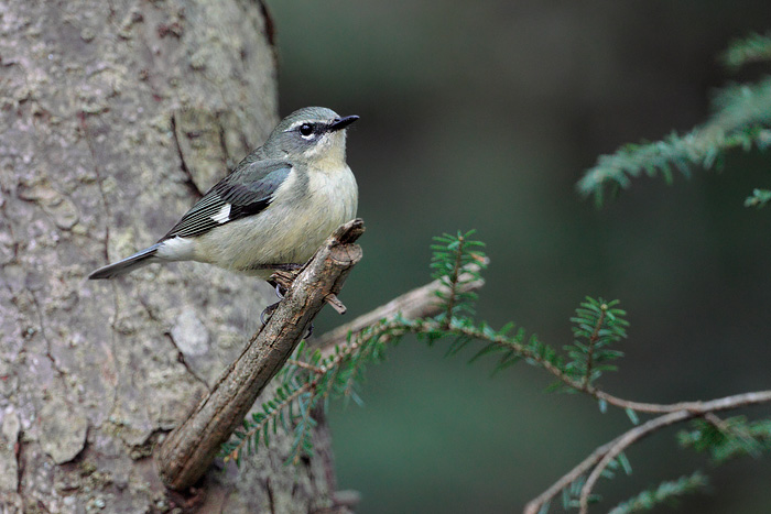 Black-throated Blue Warbler