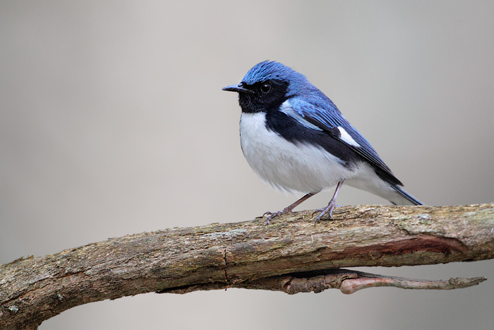 Black-throated Blue Warbler