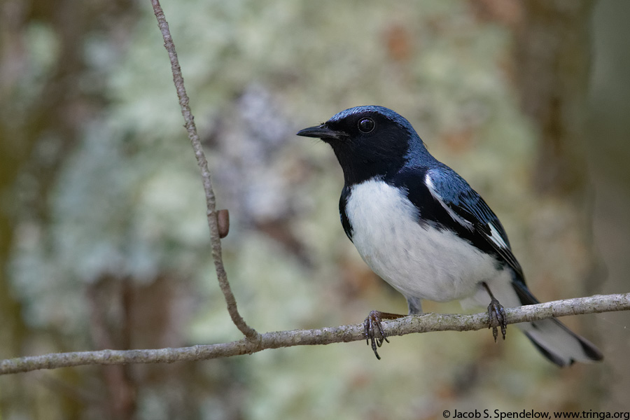 Black-throated Blue Warbler