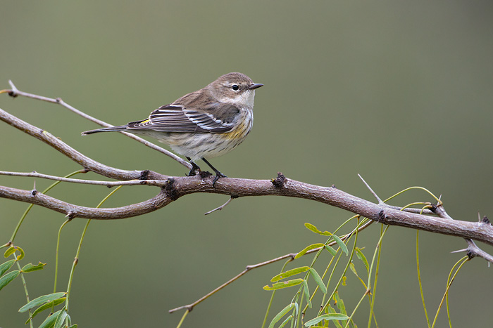 Yellow-rumped Warbler (Myrtle Warbler)