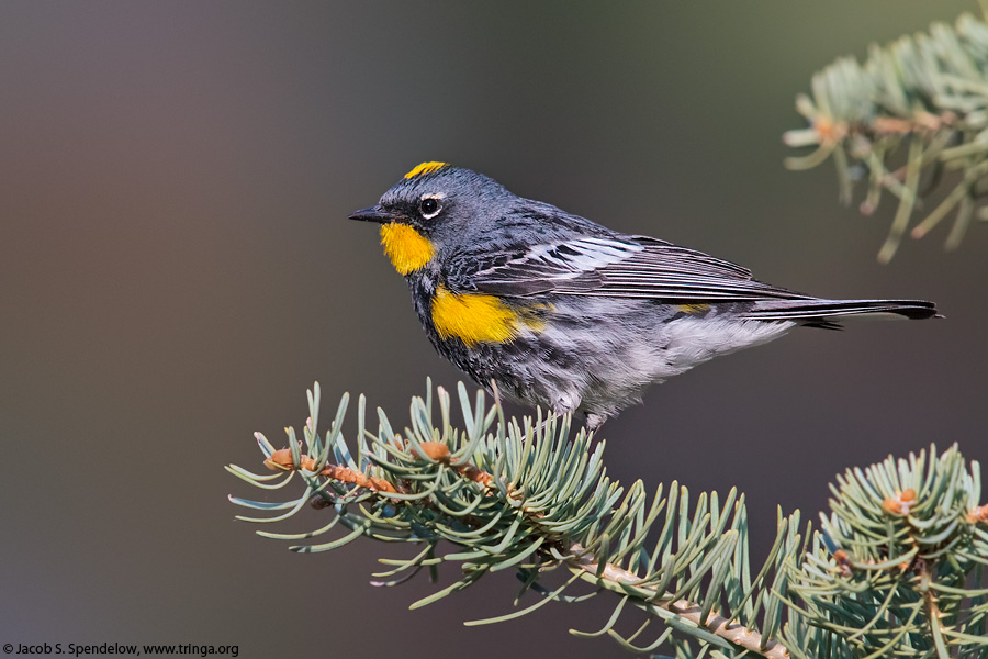 Yellow-rumped Warbler (Audubon's Warbler)