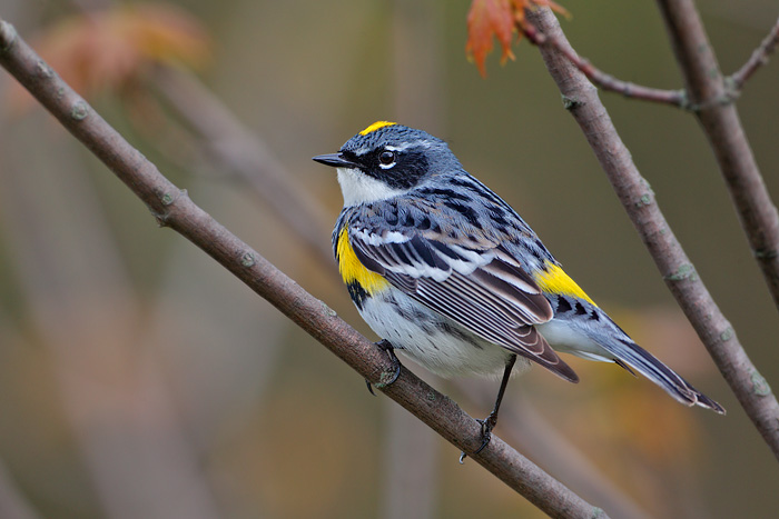 Yellow-rumped Warbler (Myrtle Warbler)