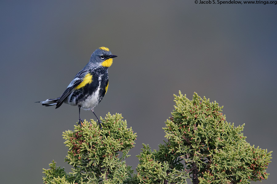 Yellow-rumped Warbler