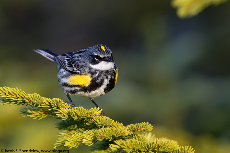 Yellow-rumped Warbler