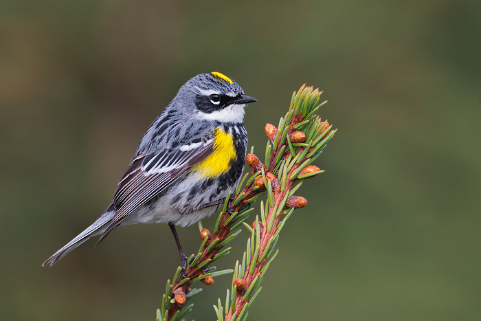 Yellow-rumped Warbler (Myrtle Warbler)