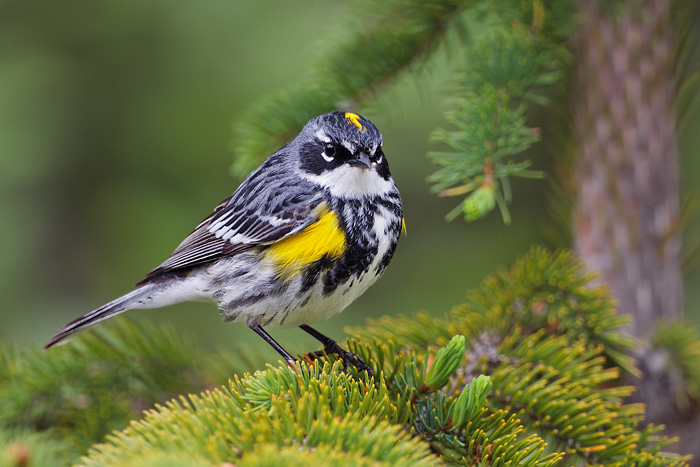 Yellow-rumped Warbler (Myrtle Warbler)