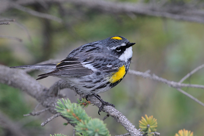 Yellow-rumped Warbler (Myrtle Warbler)