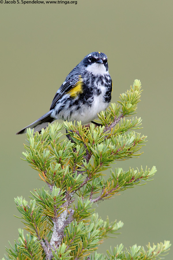 Yellow-rumped Warbler