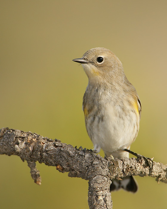 Yellow-rumped Warbler (Audubon's Warbler)