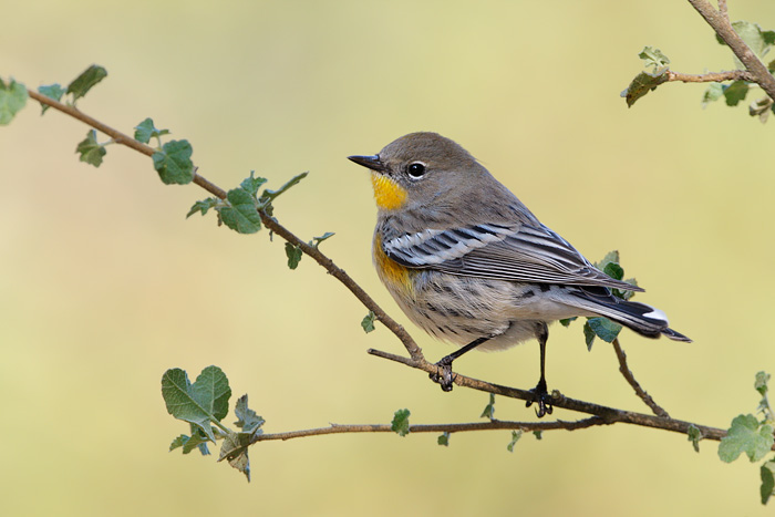 Yellow-rumped Warbler (Audubon's Warbler)