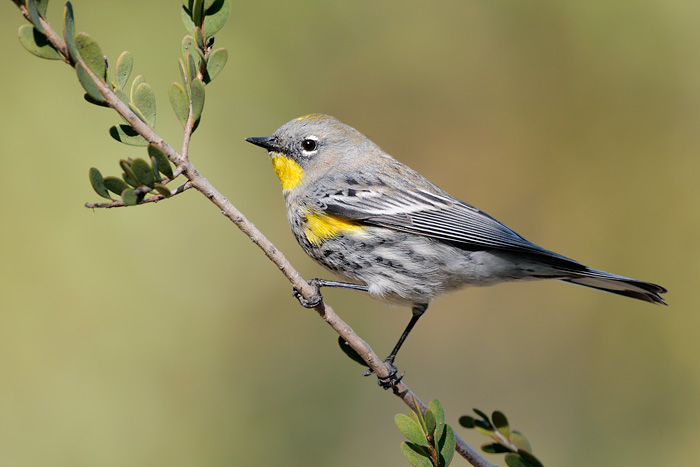 Yellow-rumped Warbler (Audubon's Warbler)