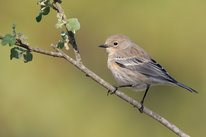 Yellow-rumped Warbler (Audubon's Warbler)