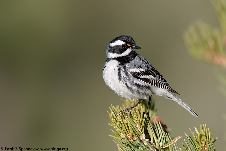 Black-throated Gray Warbler