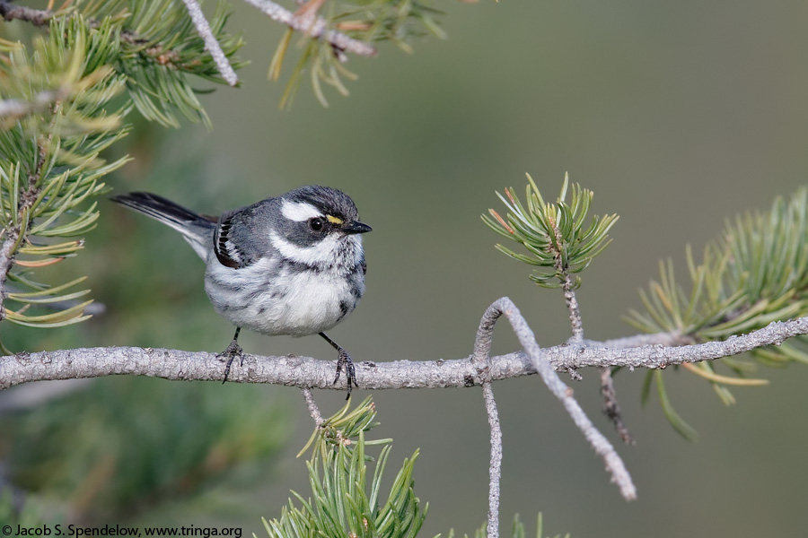 Black-throated Gray Warbler