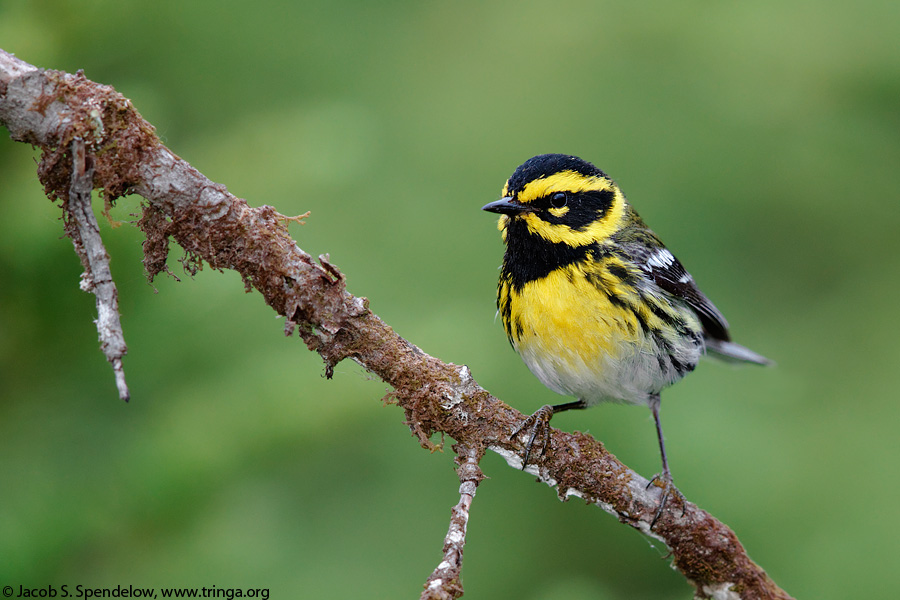 Townsend's Warbler