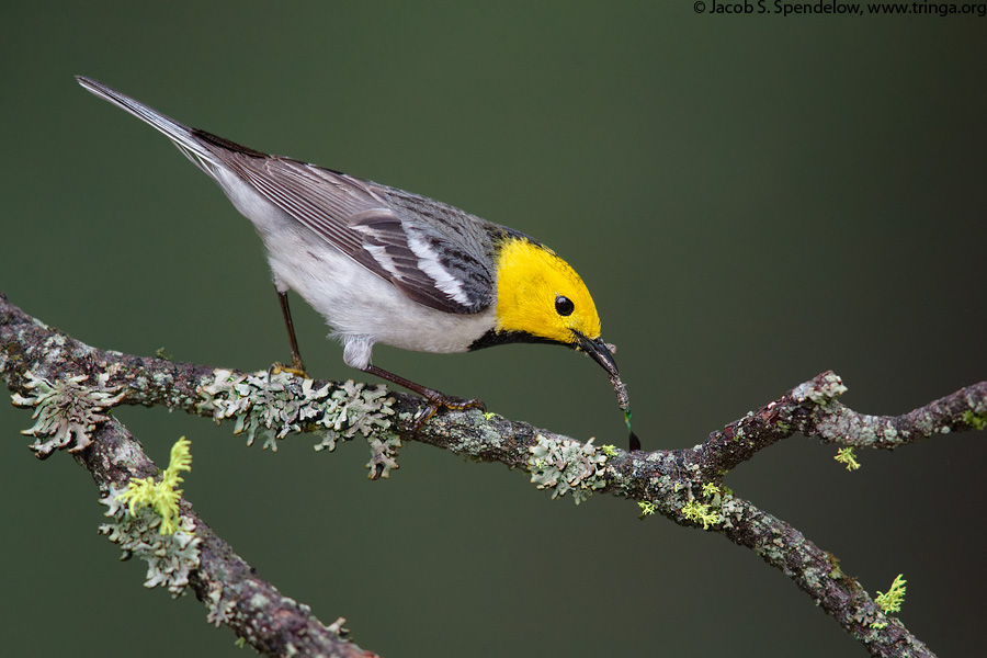 Hermit Warbler