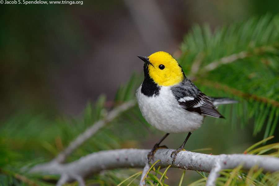 Hermit Warbler